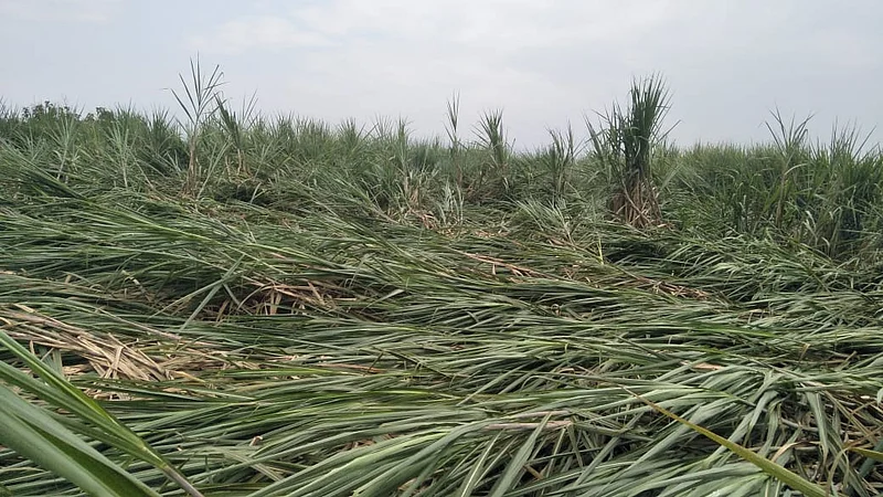 Rain damage to sugarcane in Kowad Kolhapur Marathi News