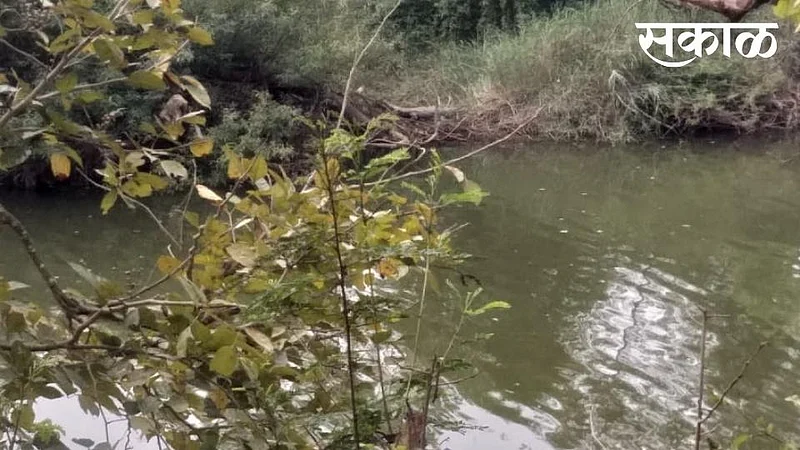 Crocodile In Tamraparni River Kolhapur Marathi News}