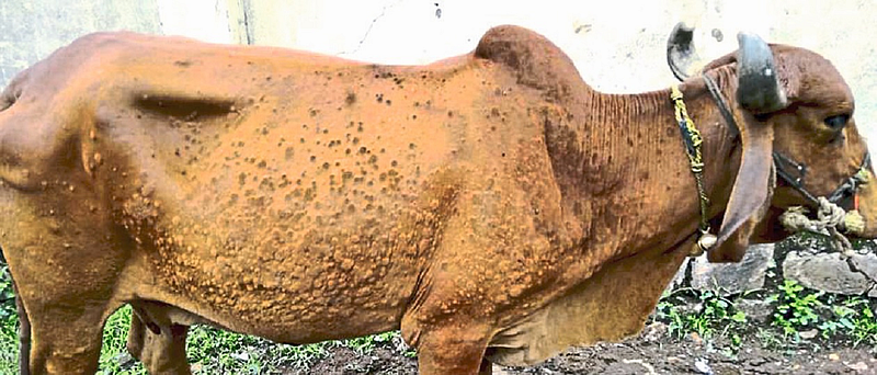 Lampi Disease