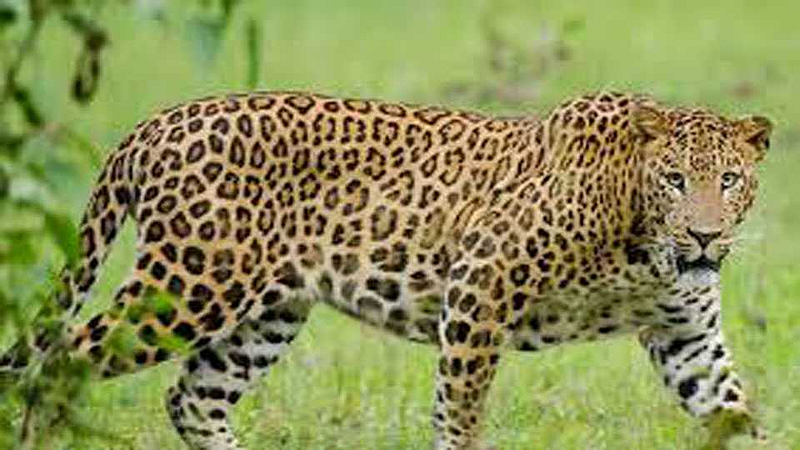 leopard found in karla of pusad in yavatmal
