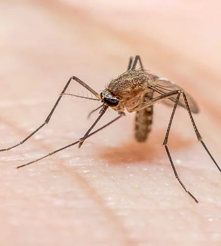 malaria patients