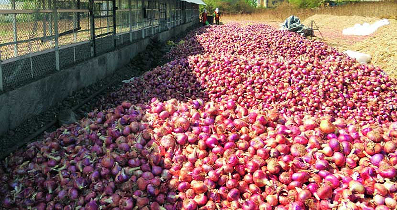 कांदा उत्पादकांना अच्छे दिन; मंचरला मिळाला 120 रुपये प्रति किलो बाजारभाव