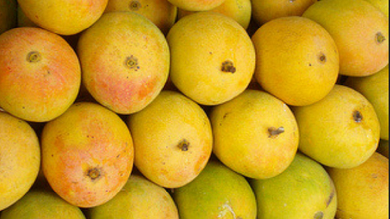 hapus mango