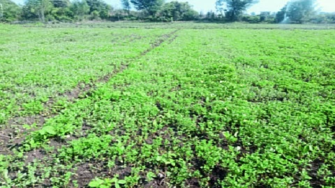 methi.jpg