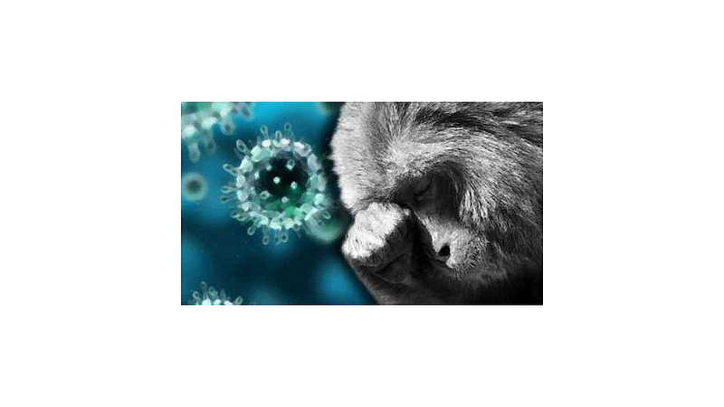 monkey fever kdf positive patients in degvade kokan marathi news
