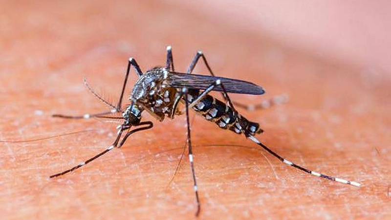 Dengue
