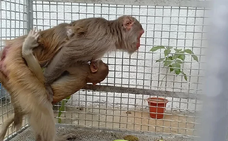 female monkey found her child after one and half year in nagpur }