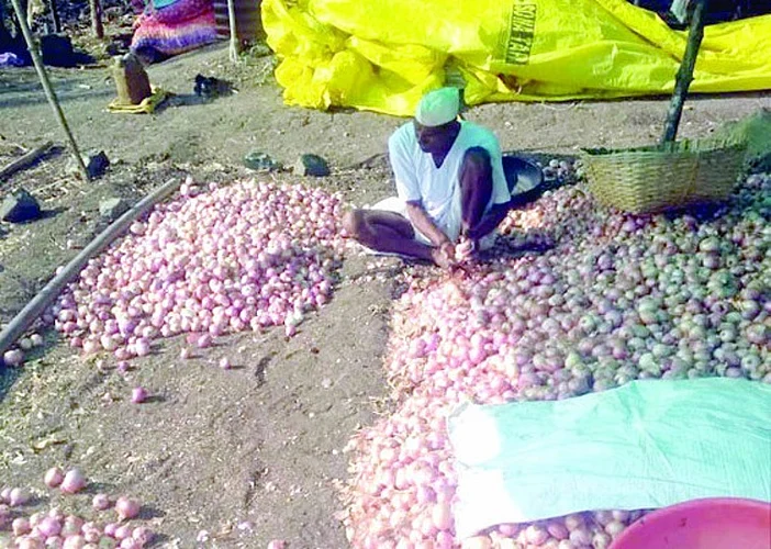 onion farmer.jpeg