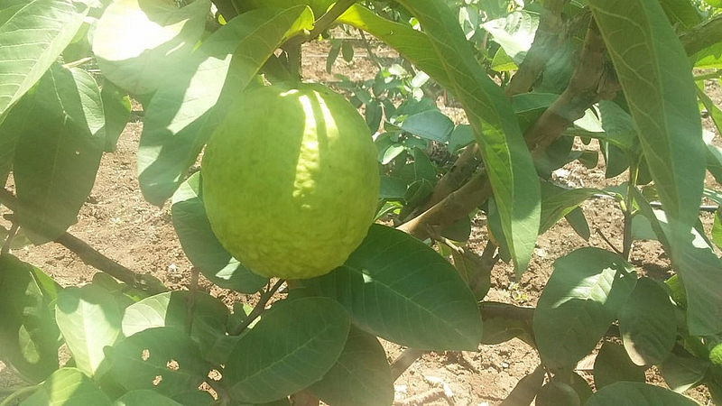 small farming but bumper money in belgaum
