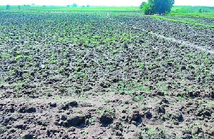 farmers facing problem due to double sowing of gram in wardha