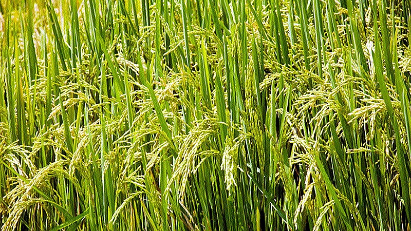 rice crop