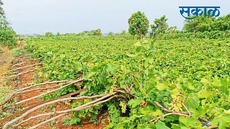 Farmar still waiting for Over Rain compensation, insurance, grants }