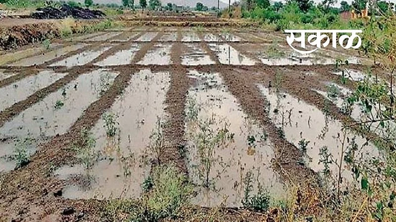 sakal (48).jpg