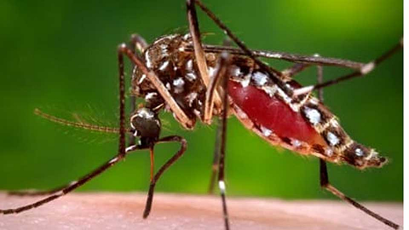 Dengue patients increased in Sindhudurg