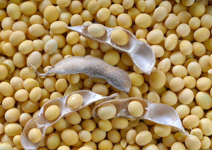 soyabean news