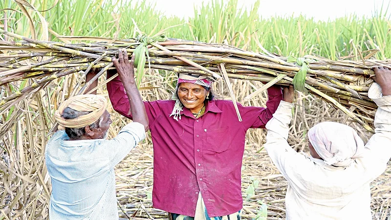 The Responsibility For The Health Of The Workers Lies With The Sugar Factories Kolhapur Marathi News