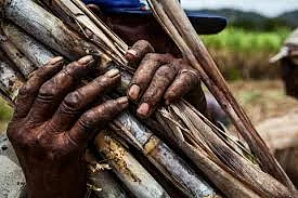 sugar worker