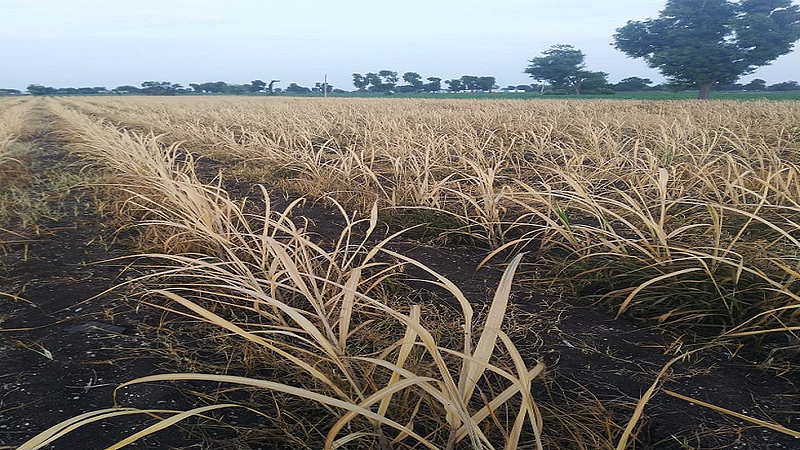 sugercane.jpg