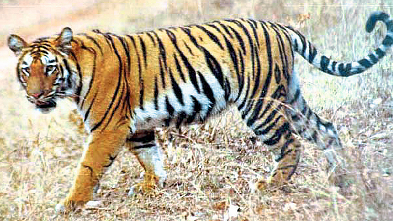 tiger