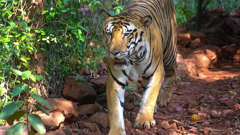 tiger still not found in rajura of chandrapur
