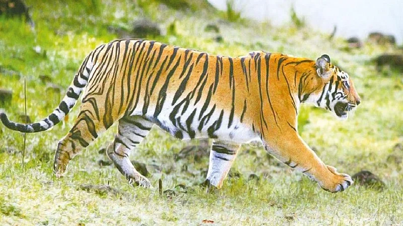 two tigers and bears will send to delhi fron Gorewada National park Nagpur