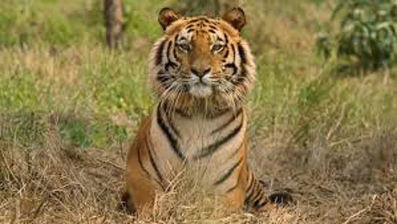tiger