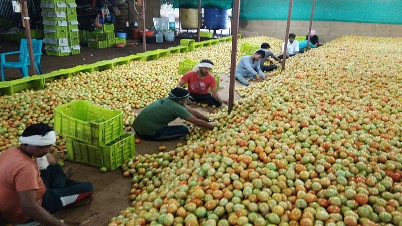 tomato oimpalgaoan baswant