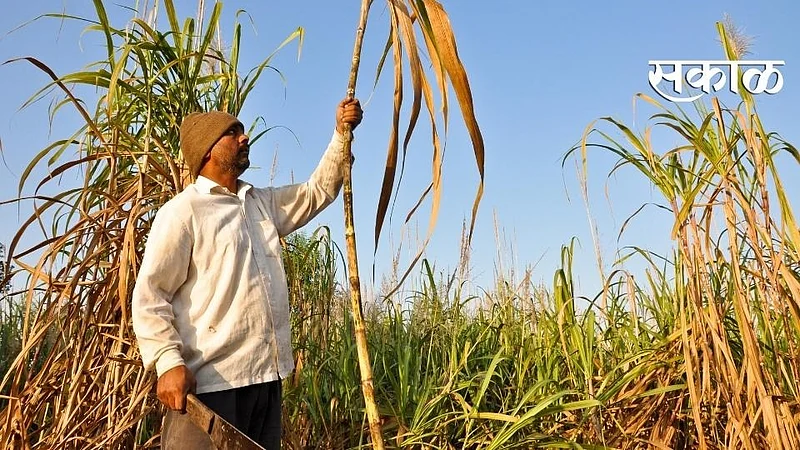 sugarcane cutting working slowly for this year in sindhudurg
