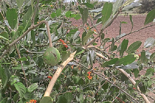 Rare plants