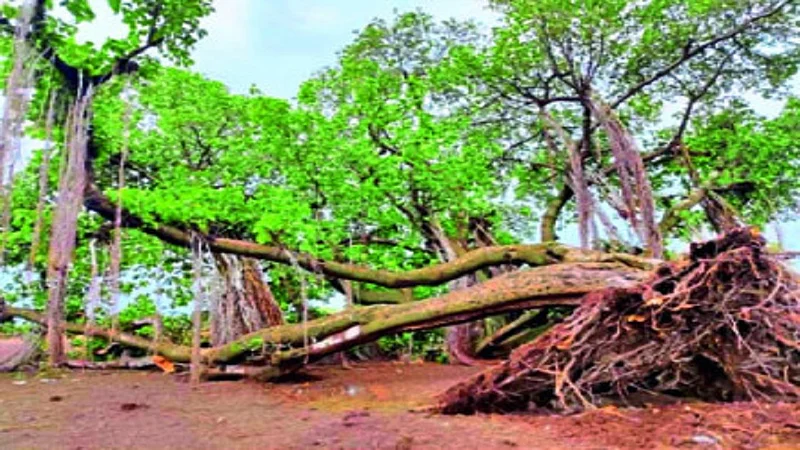 vatvruksh.jpg