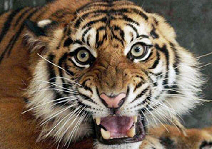 Tiger attack