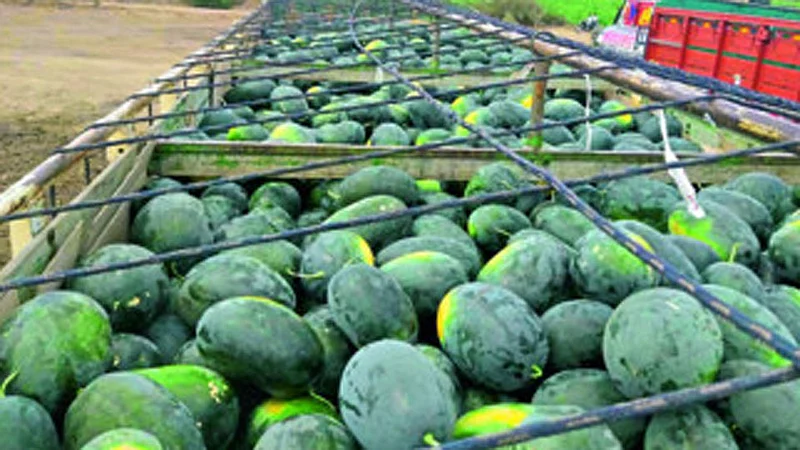 watermelon