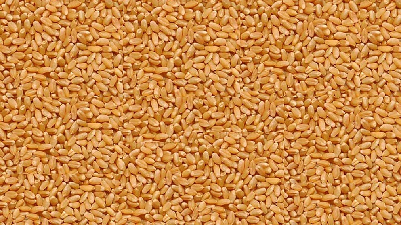 wheat.jpg