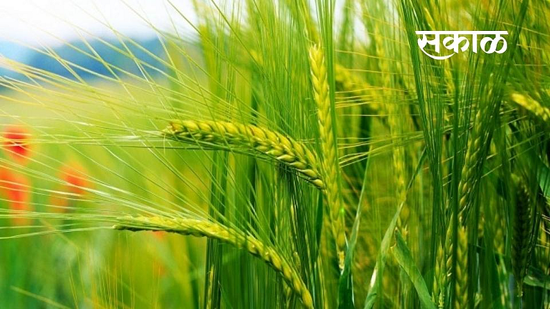 Wheat Crop