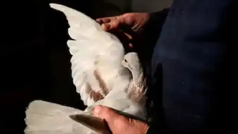 white piegon