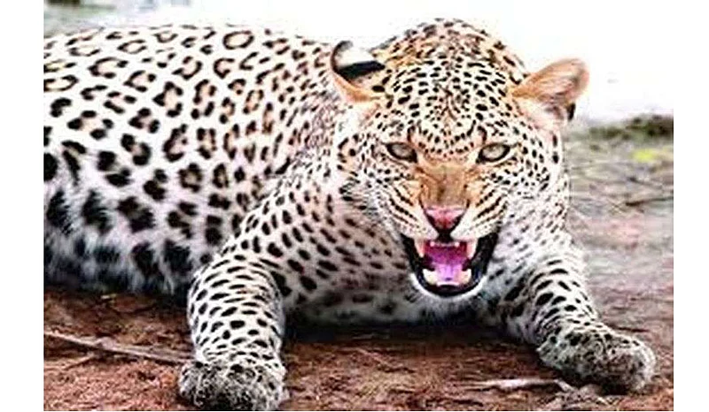 0Leopard_20Attack_20on_20calf_20at_20Phursungi_20Pune