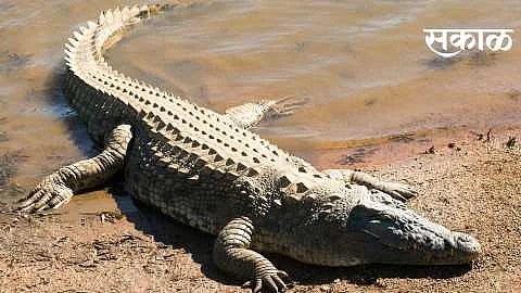 0crocodile_2.jpg}
