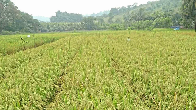 SRT Technique Of Paddy Cultivation More Useful In Konkan In Nonseasonal Rains