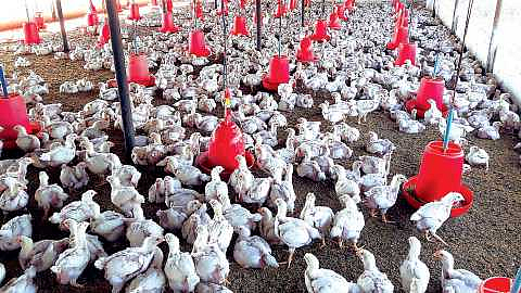 Poultry