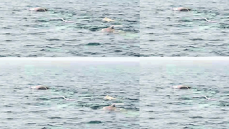 Dolphins near Jaigad coast