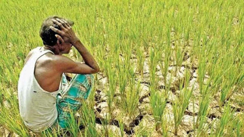 4farmar_7.jpg