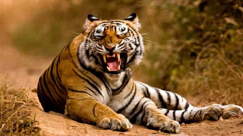 Tiger who killed 10 people is still not caught by forest department