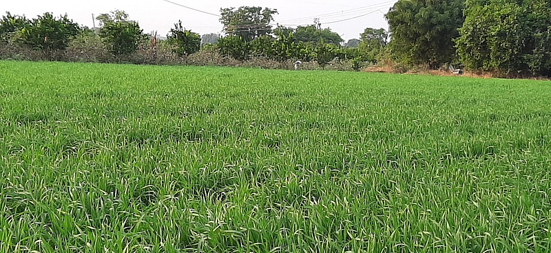rabbi season crop