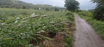 Rain damage to farmers in Parner taluka