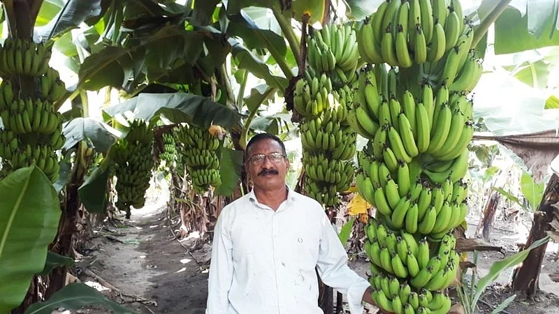 Banana_Agri