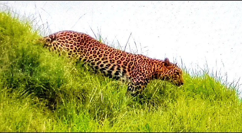 Two leopards attack a goat at Agrawadi in Rahuri taluka