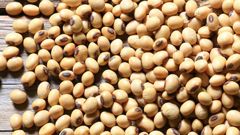 soya bean