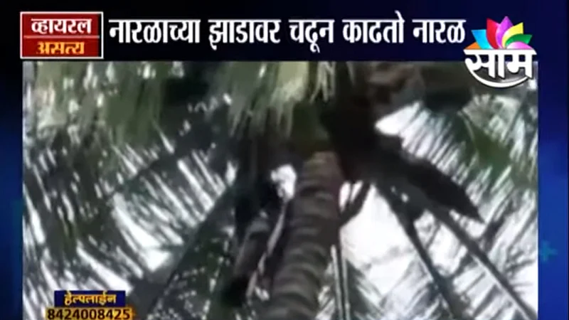 Coconut removal training given to Monkey