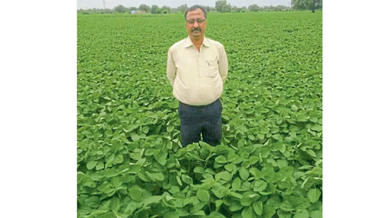डॉ. अनिल बुलबुले यांच्या शेतातील सोयाबीनचे पीक
