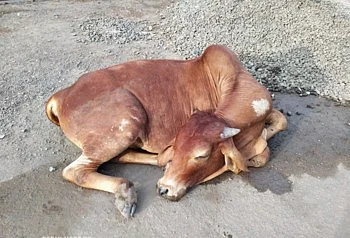 Theft of cows by injection of Bhuli in Kopargaon